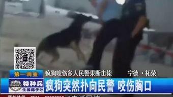 疯狗 在线观看,在线惊悚悬疑,揭秘疯狂世界 第1张 疯狗 在线观看,在线惊悚悬疑,揭秘疯狂世界 第1张