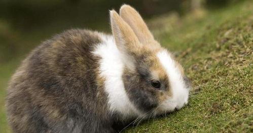 美国兔子人爆料视频,惊人内幕曝光 第1张 美国兔子人爆料视频,惊人内幕曝光 第1张